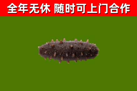 七里河回收海参干